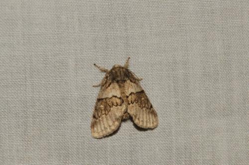 Gluphisia crenata